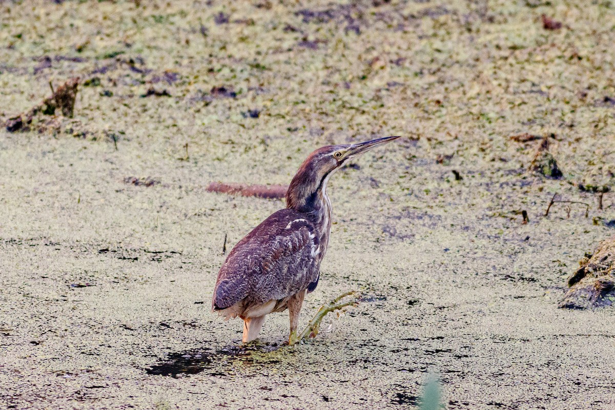 American Bittern - ML498201691