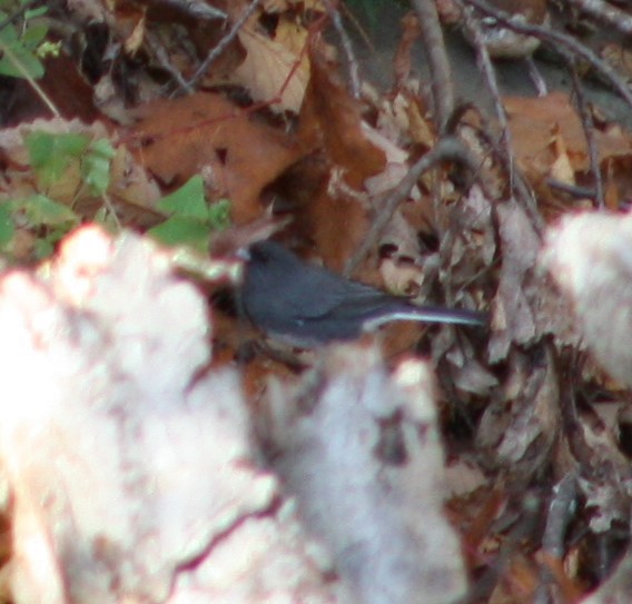 Dark-eyed Junco - ML498202911
