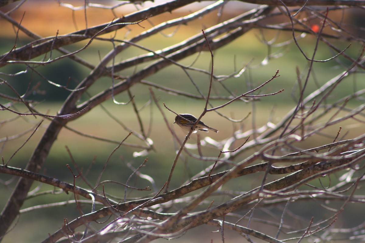 Yellow-rumped Warbler - ML498203161