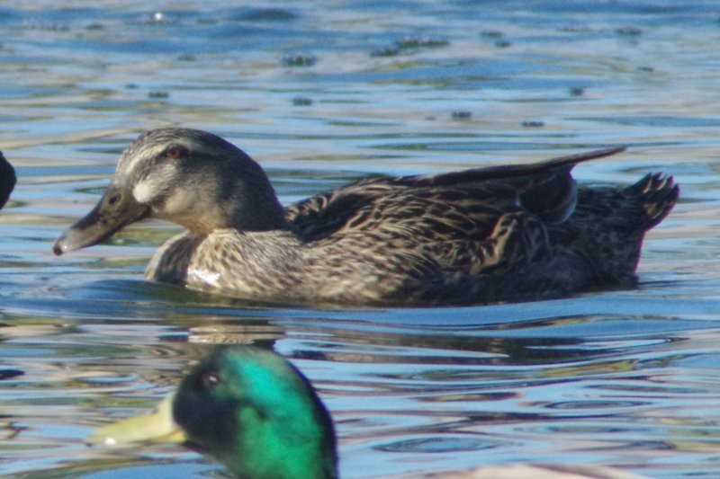 anatidé sp. (canard sp.) - ML49820401