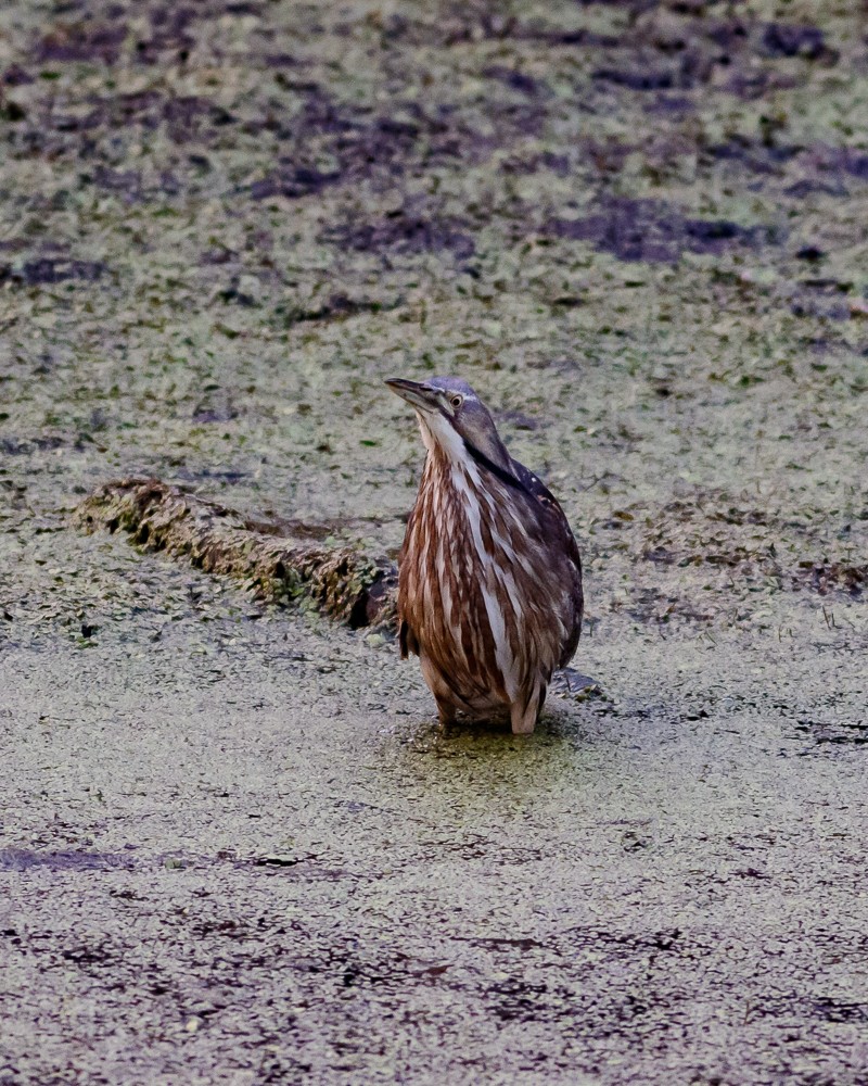 American Bittern - ML498204161