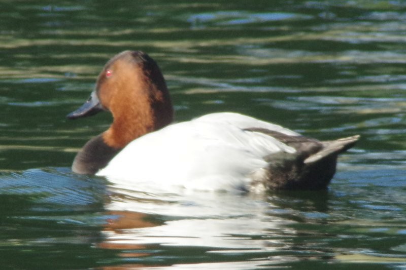 Canvasback - Pat Goltz