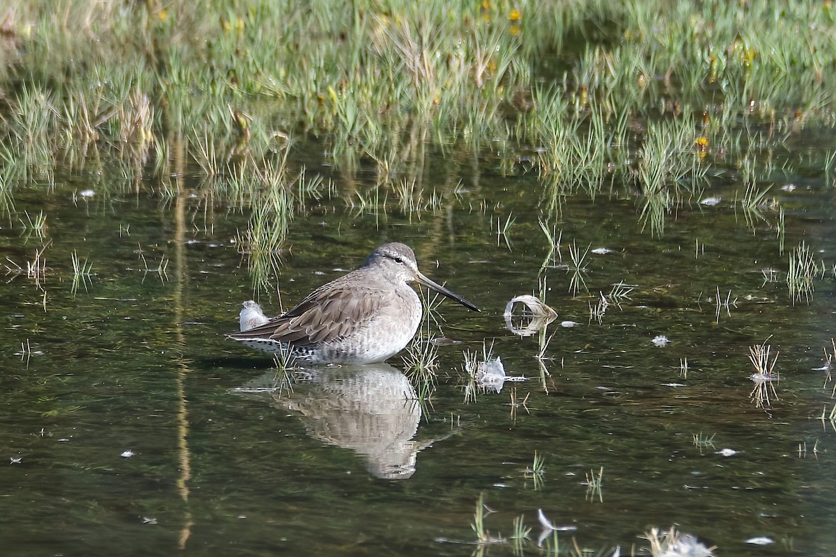Long-billed Dowitcher - ML498206091