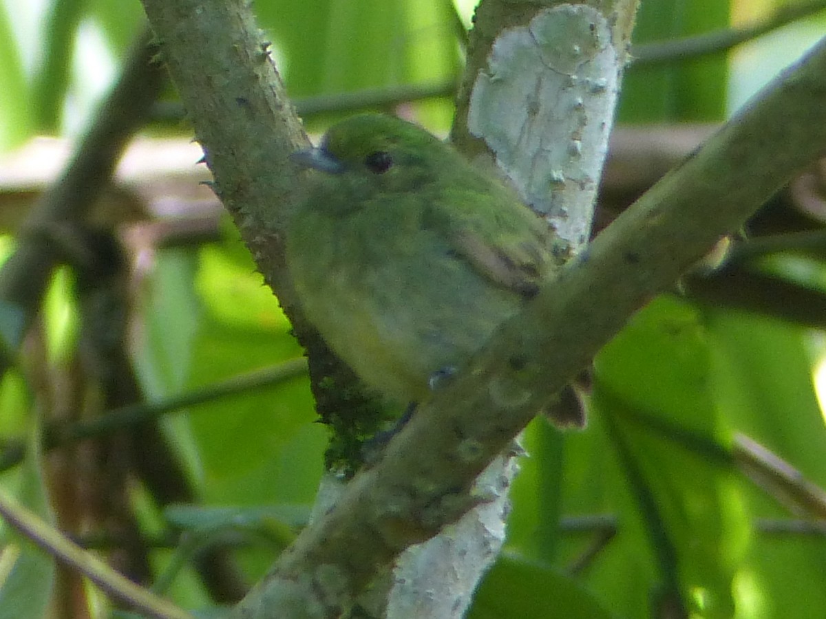 manakin sp. - Carolyn Wilcox