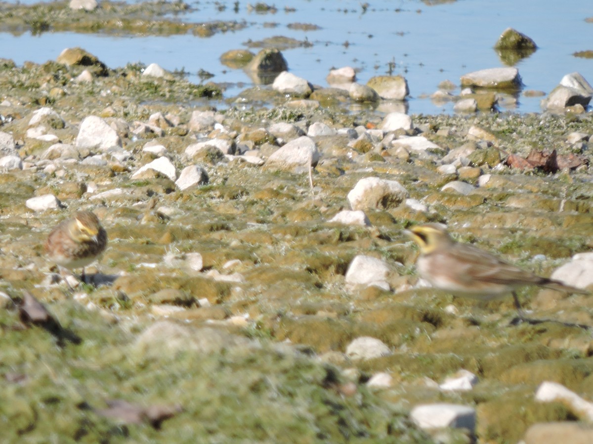 Horned Lark - ML498207751