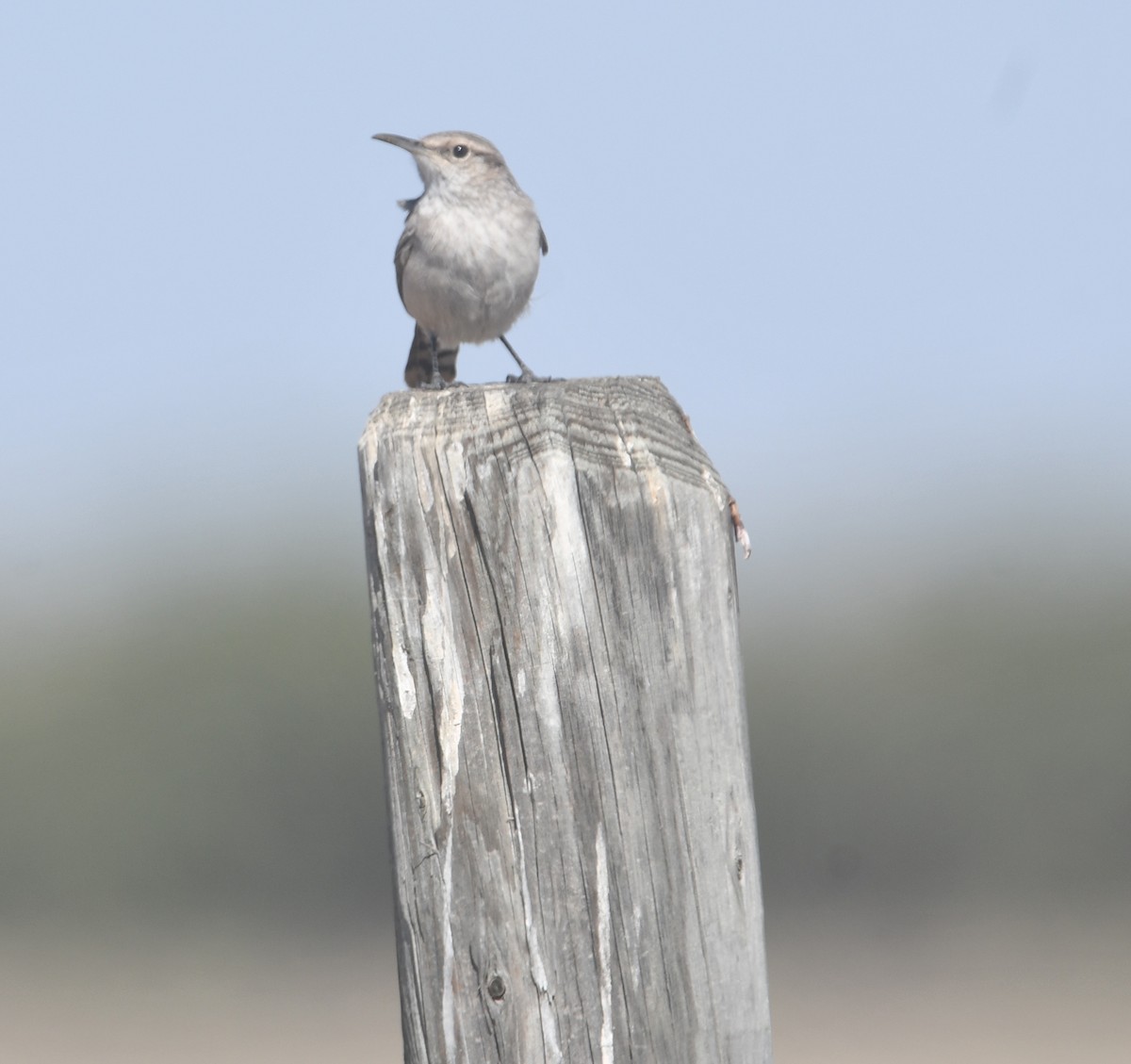 Rock Wren - ML498207761