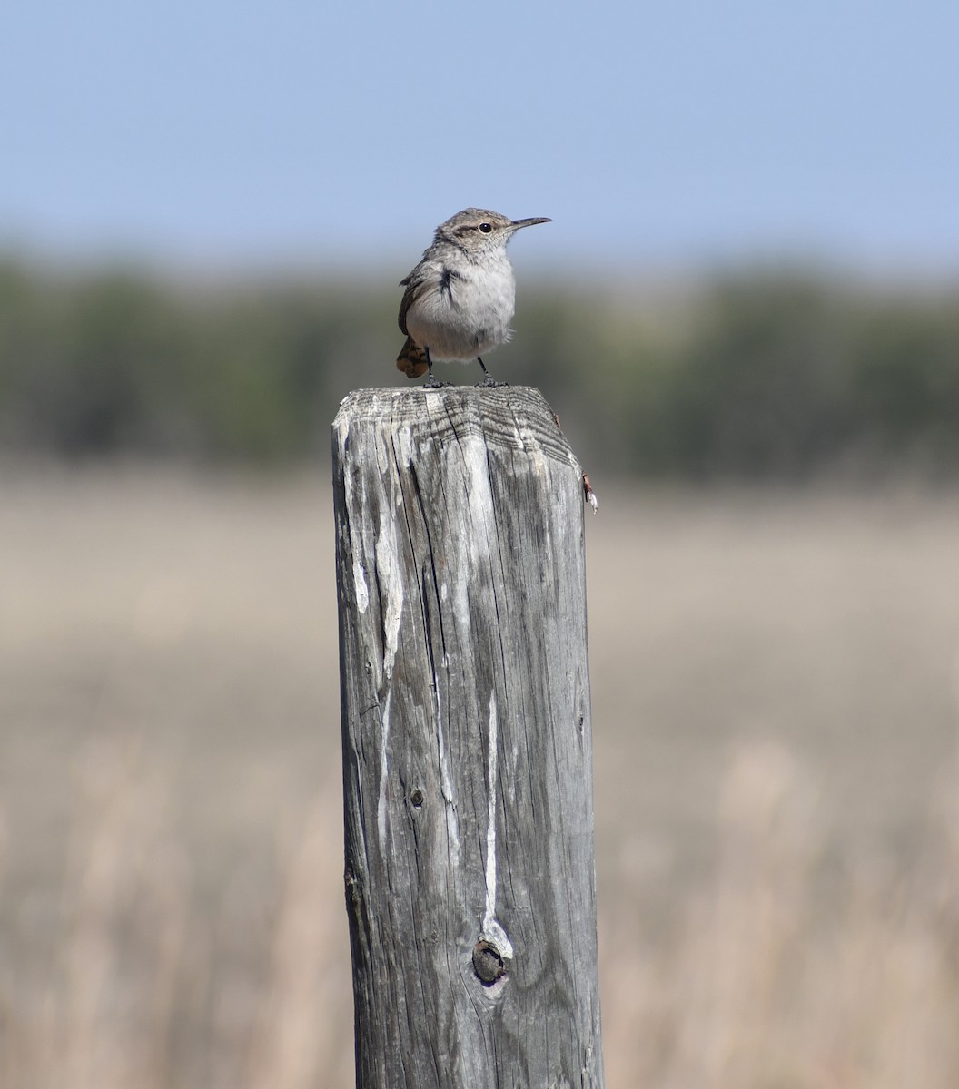 Rock Wren - ML498207781