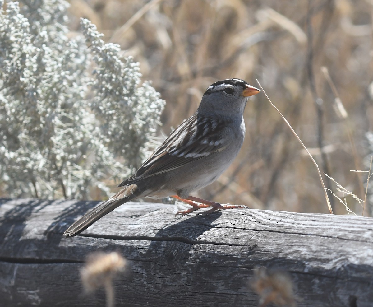 White-crowned Sparrow - ML498207881