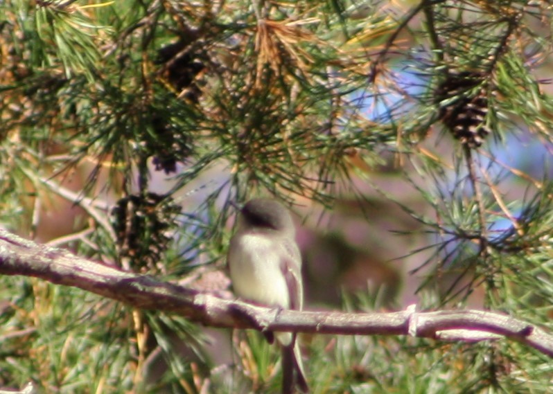 Eastern Phoebe - Mandy van Dijk