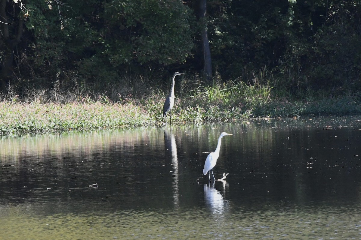 Great Egret - ML498208321