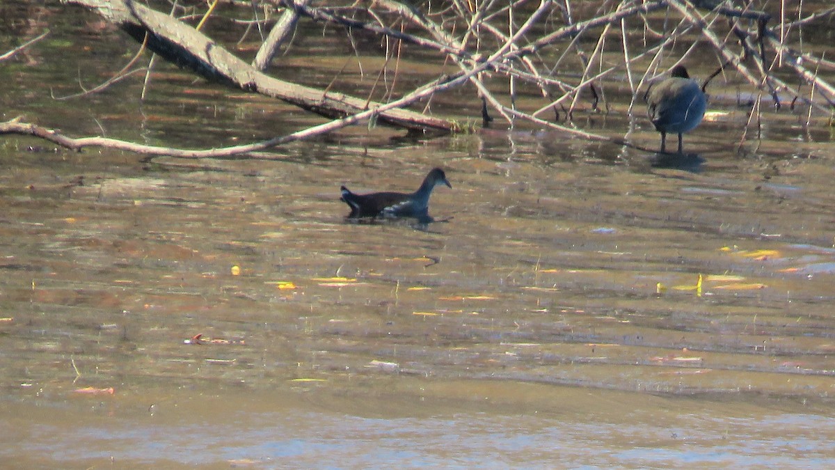 Common Gallinule - ML498208331