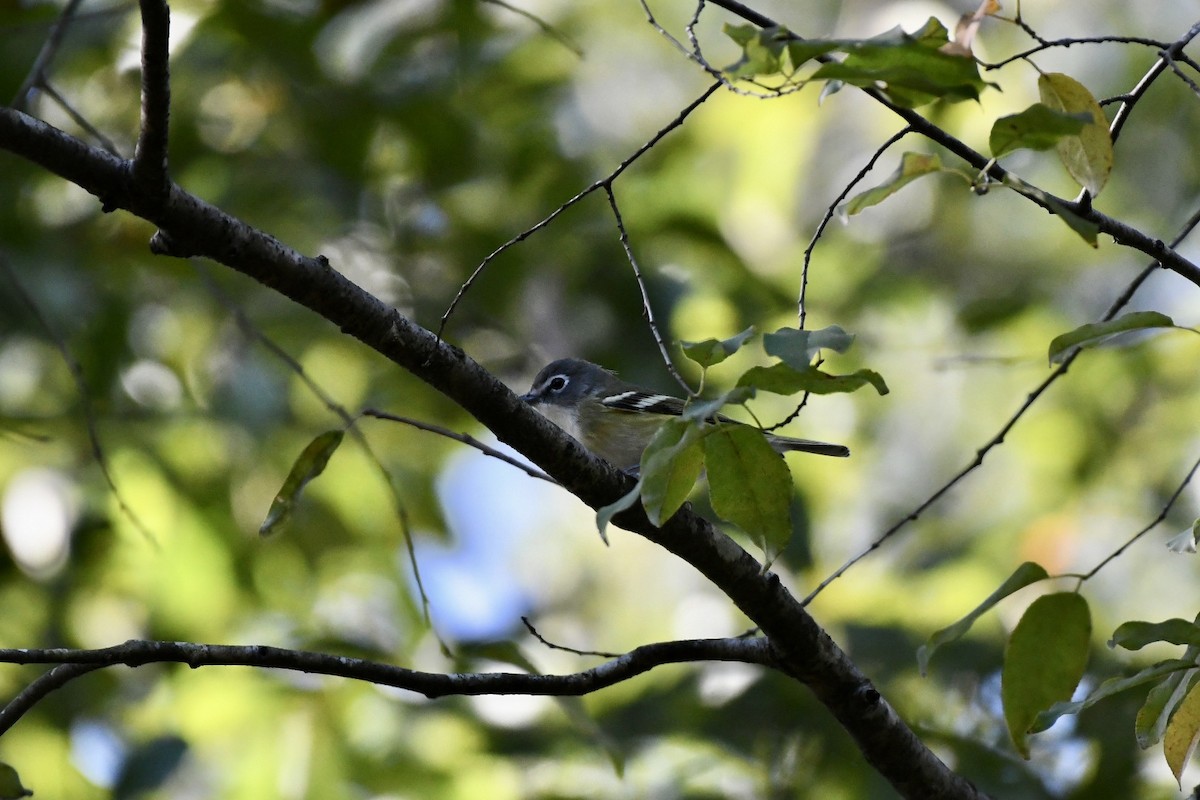 Blue-headed Vireo - Walter Calhoun