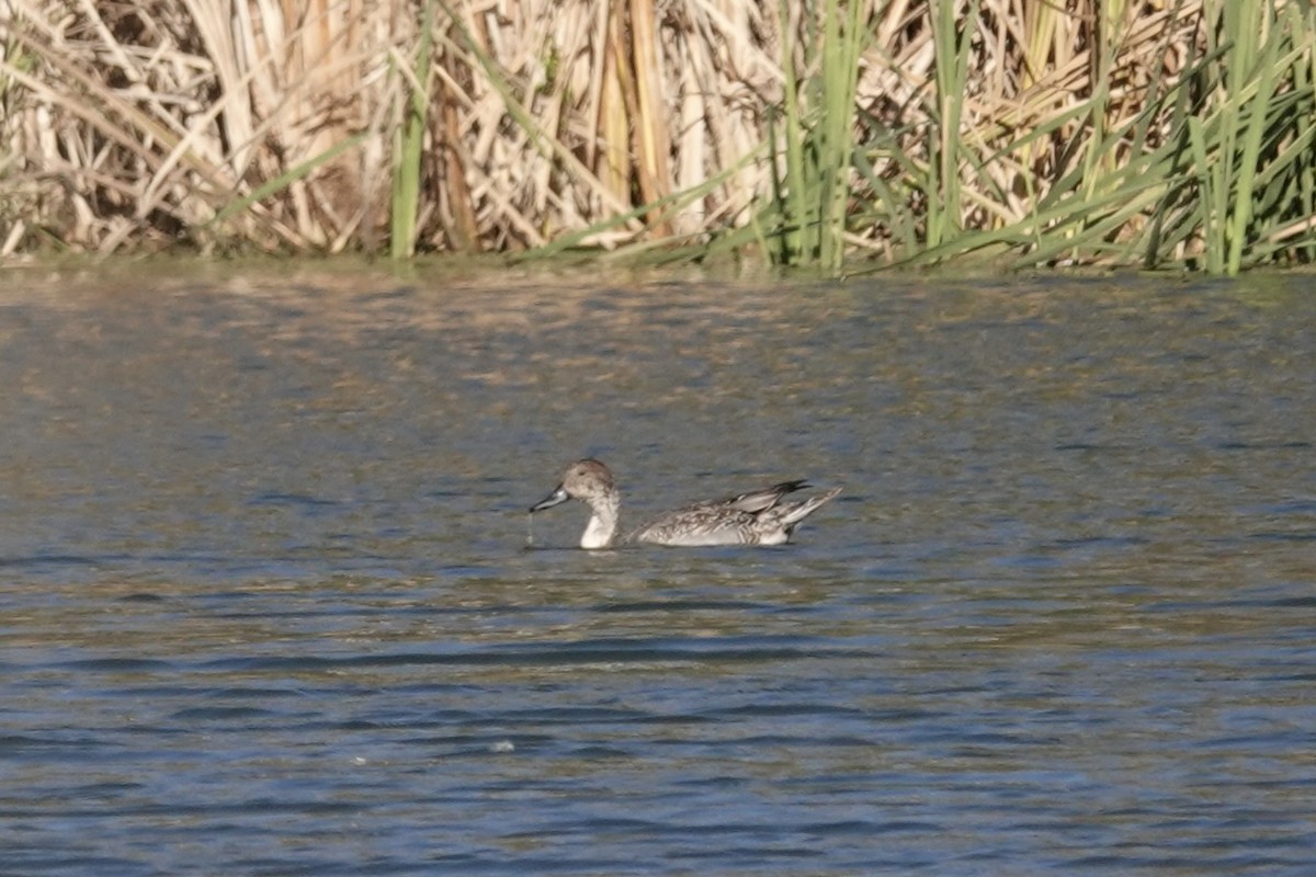 Northern Pintail - ML498210571