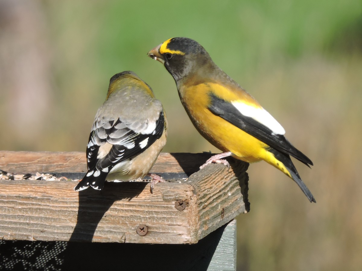 Evening Grosbeak - ML498210591