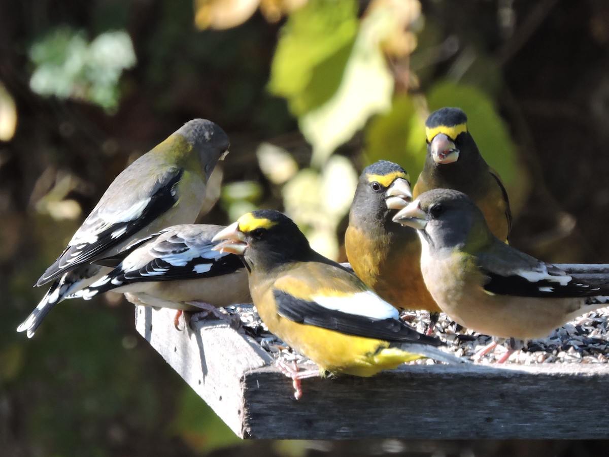 Evening Grosbeak - ML498210601