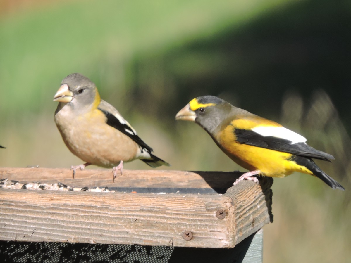 Evening Grosbeak - ML498210651