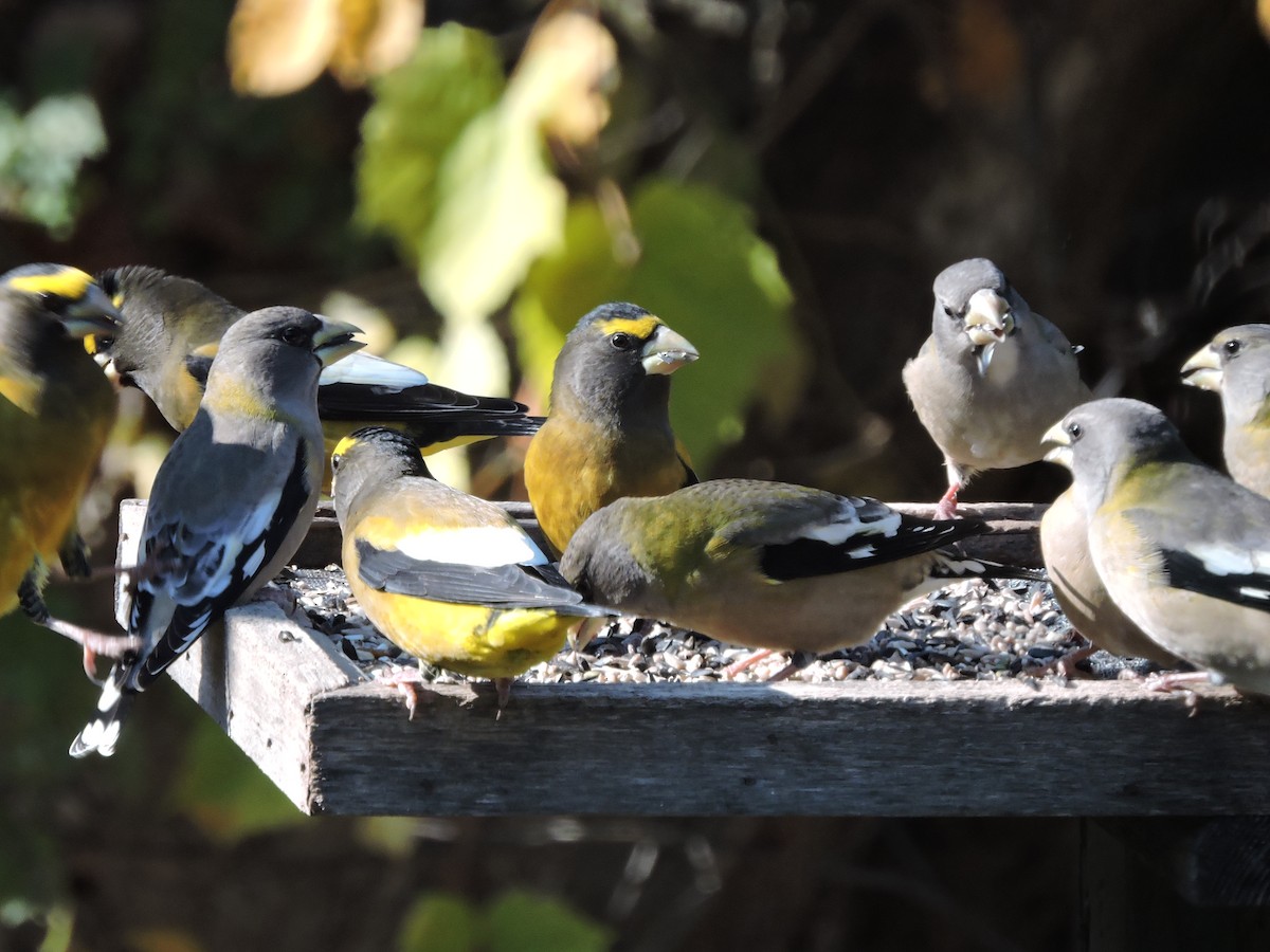 Evening Grosbeak - ML498210671