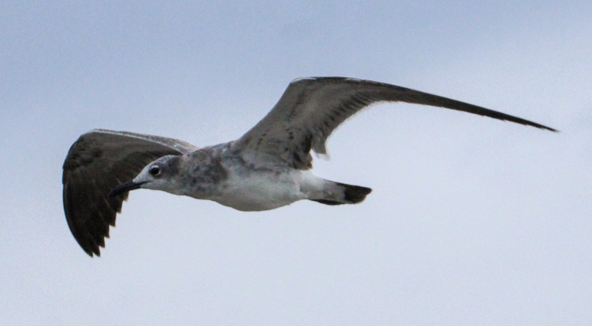 Laughing Gull - ML498211541