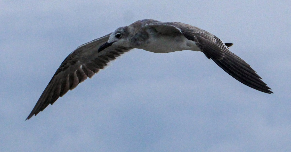 Gaviota Guanaguanare - ML498211551