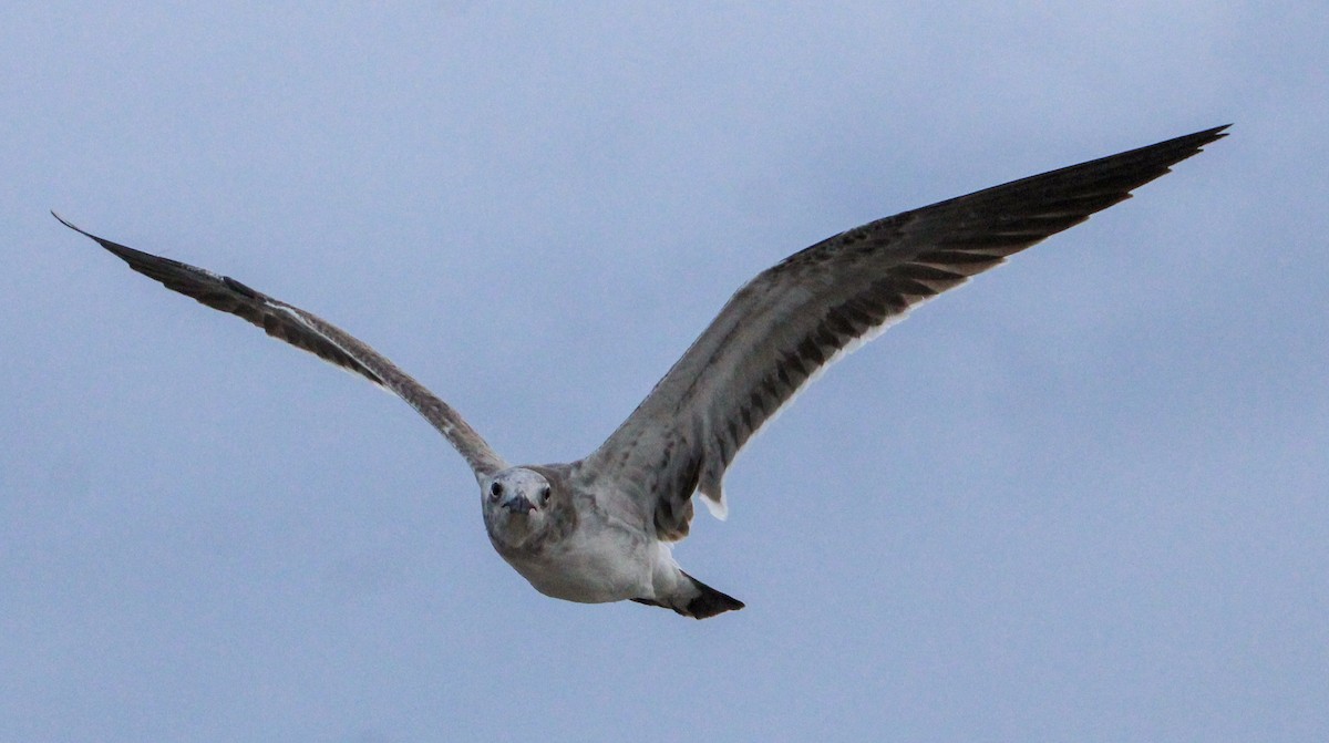 Laughing Gull - ML498211561