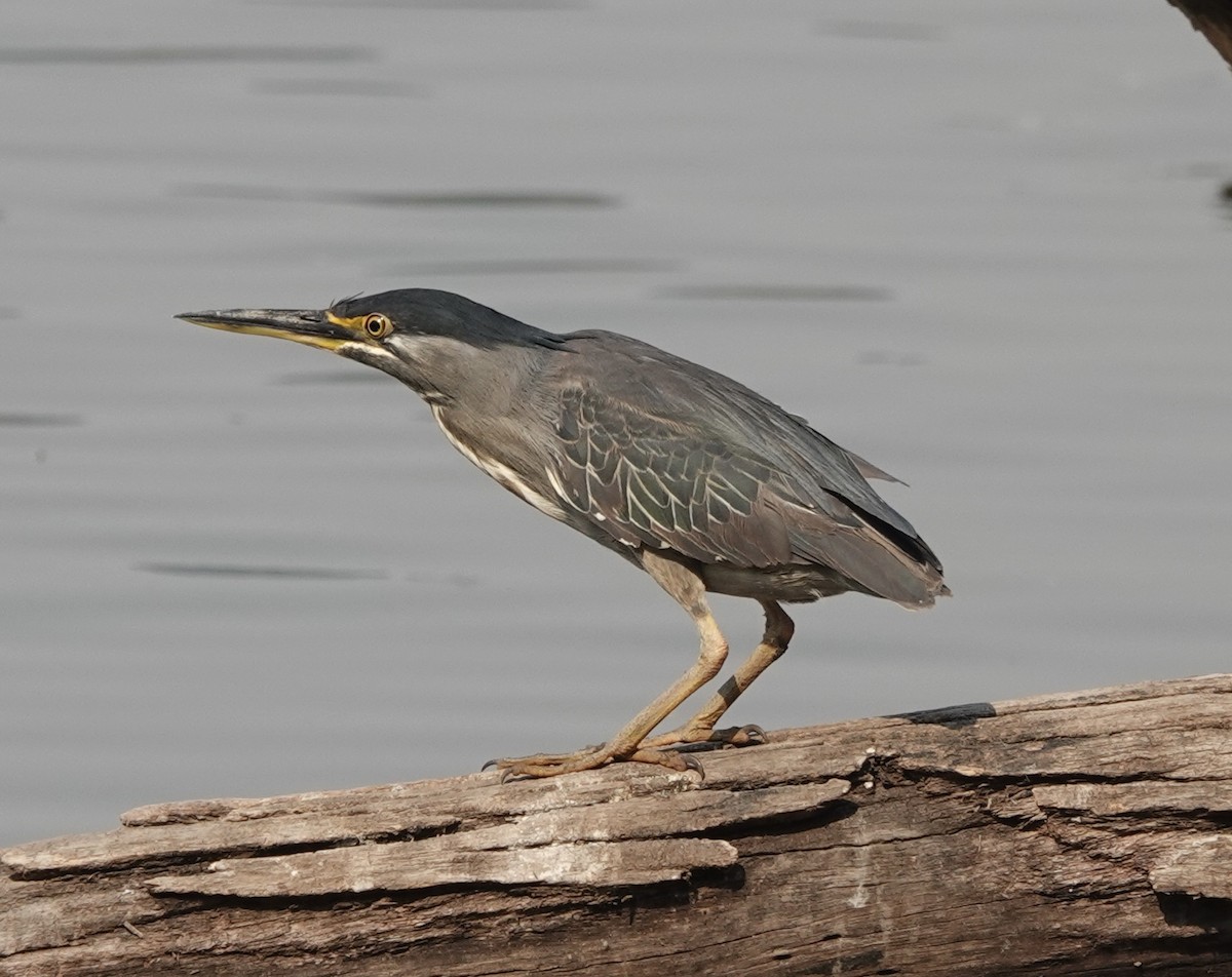 Mangrovereiher [atricapilla-Gruppe] - ML498211781