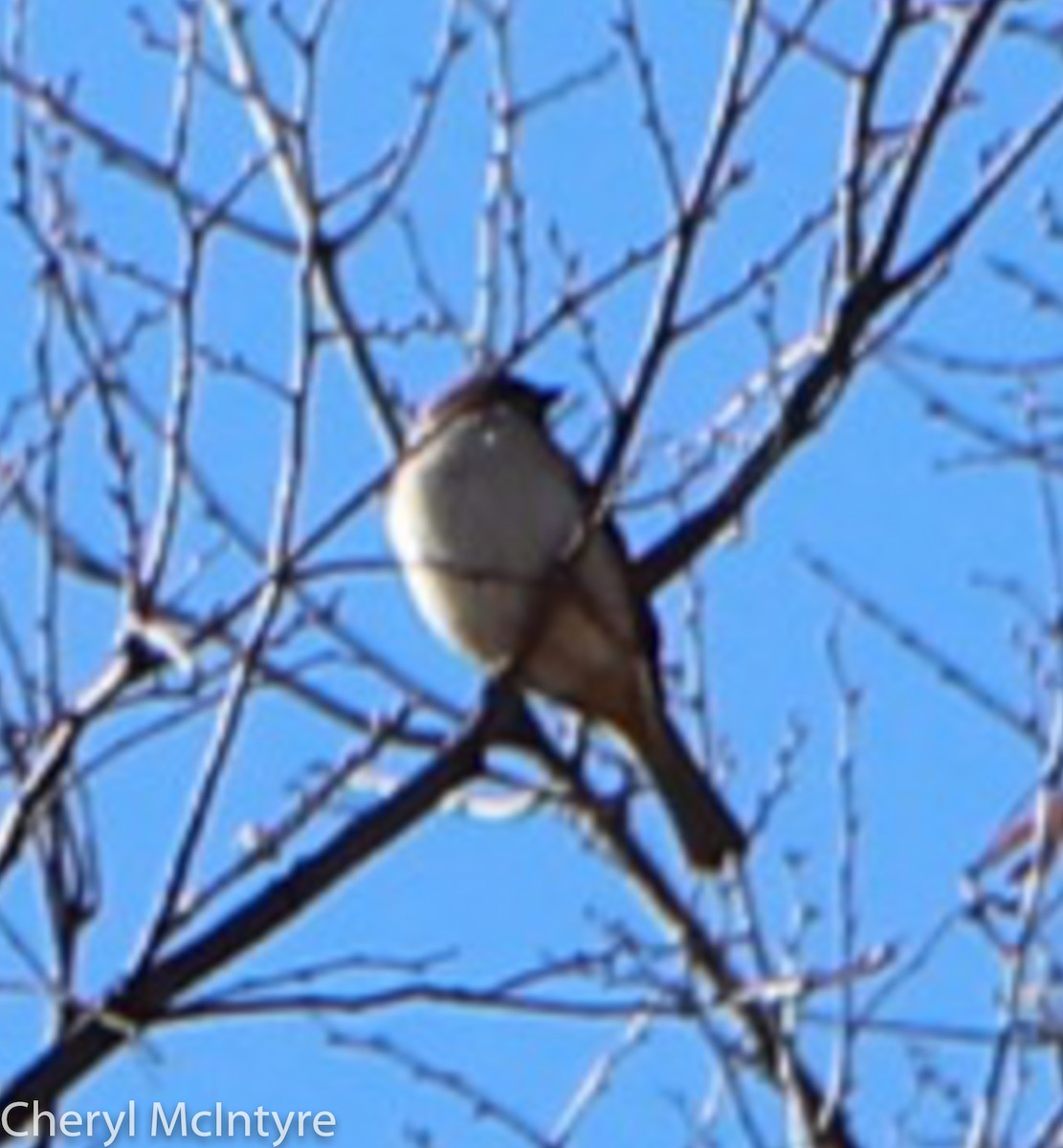 Бор шувууны багын тодорхойгүй зүйл - ML49821271