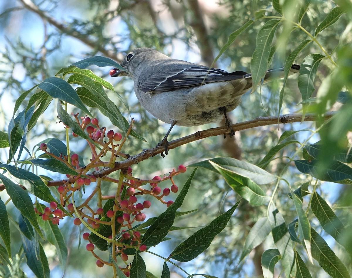 Townsend's Solitaire - Carolyn Ohl, cc