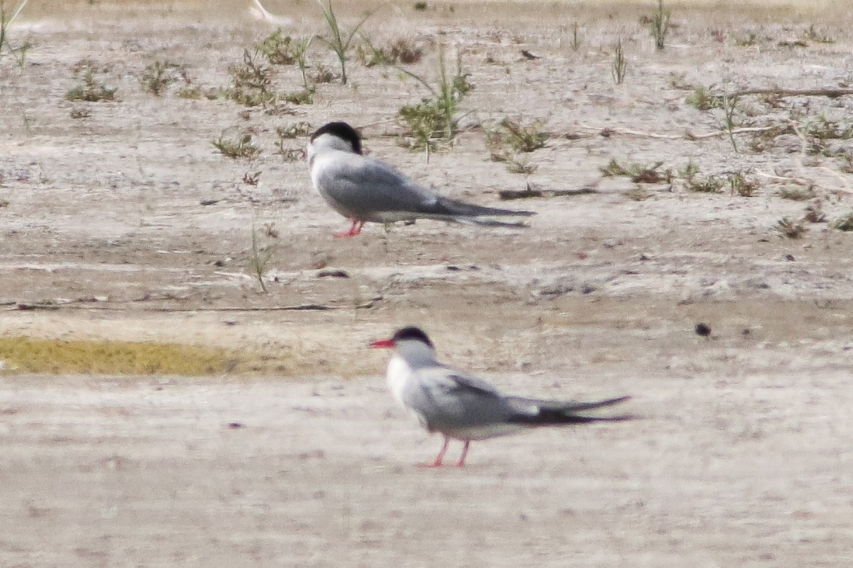 Arctic Tern - ML498215471