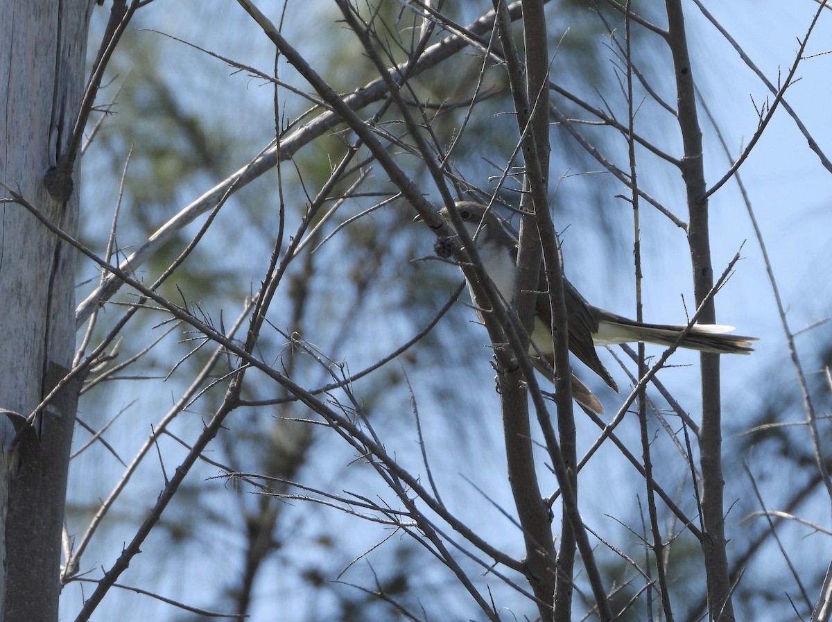 Yellow-billed Cuckoo - ML498217801