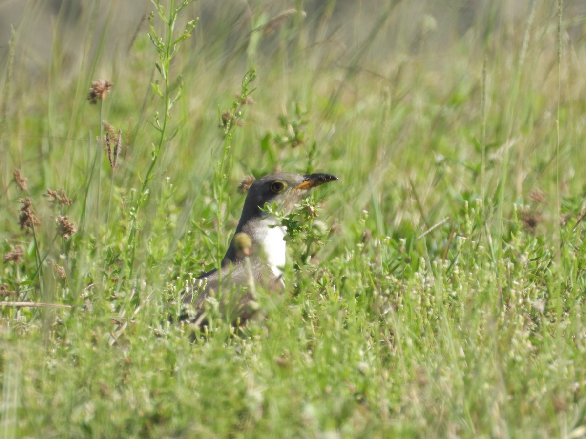 Yellow-billed Cuckoo - ML498217821