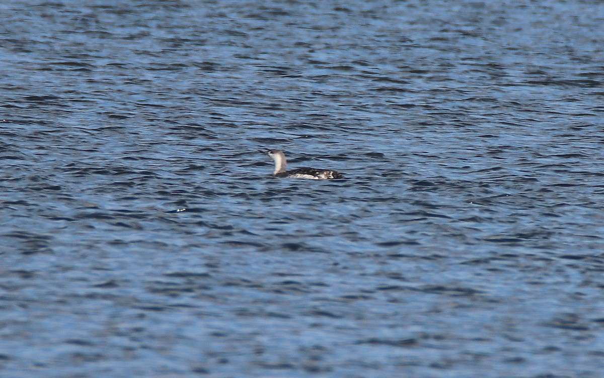 Red-throated Loon - ML498217901