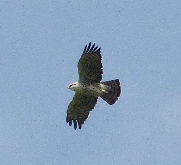 Águila de Ayres - ML49821821