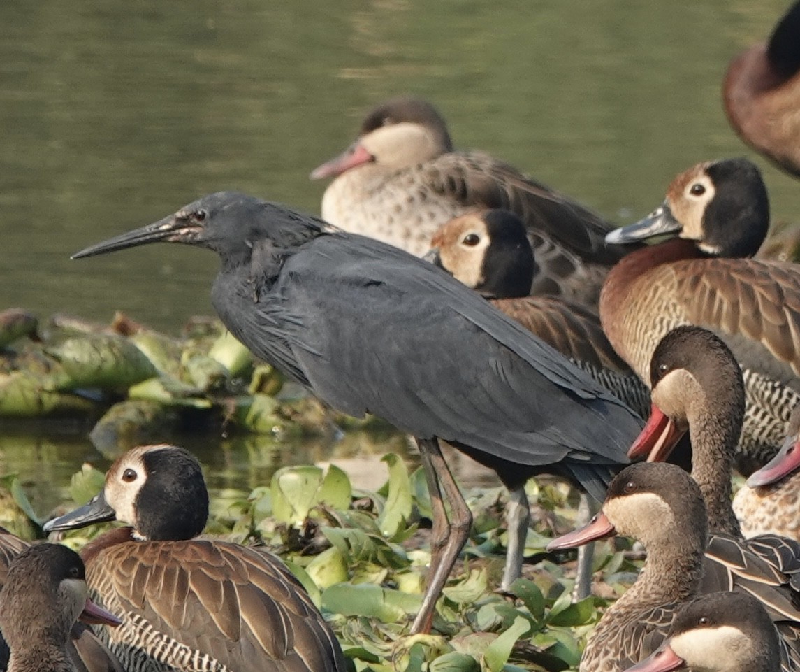 Black Heron - Howard Laidlaw