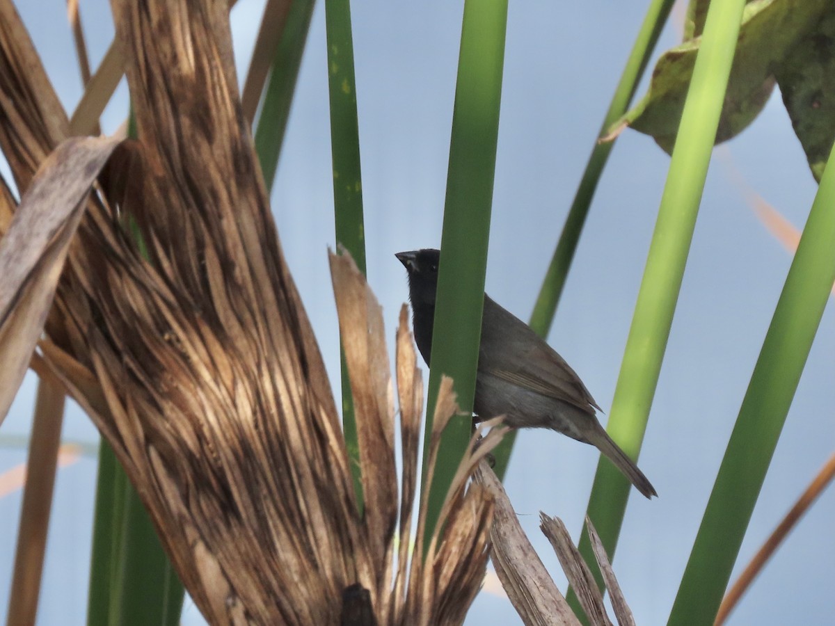 Black-faced Grassquit - ML498219201