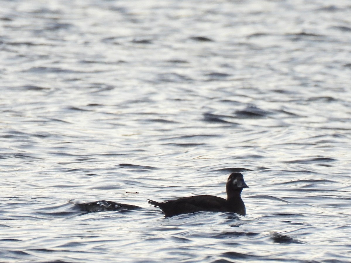 Surf Scoter - ML498221181