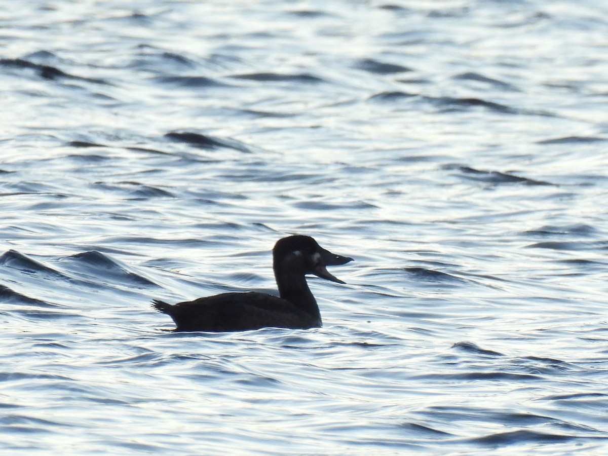 Surf Scoter - ML498221191