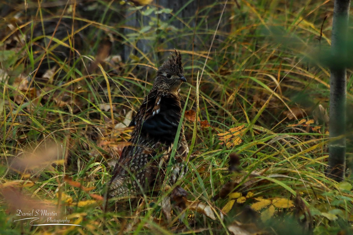 Ruffed Grouse - ML498221701