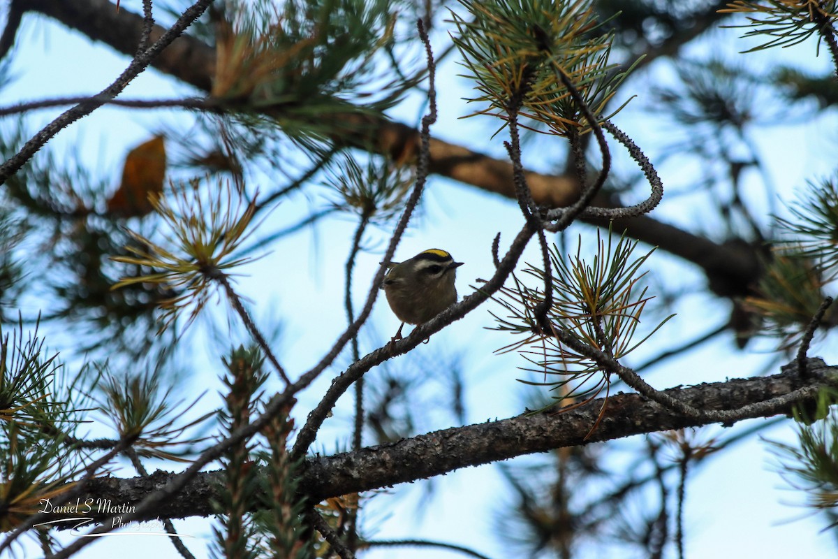 Golden-crowned Kinglet - Daniel Martin