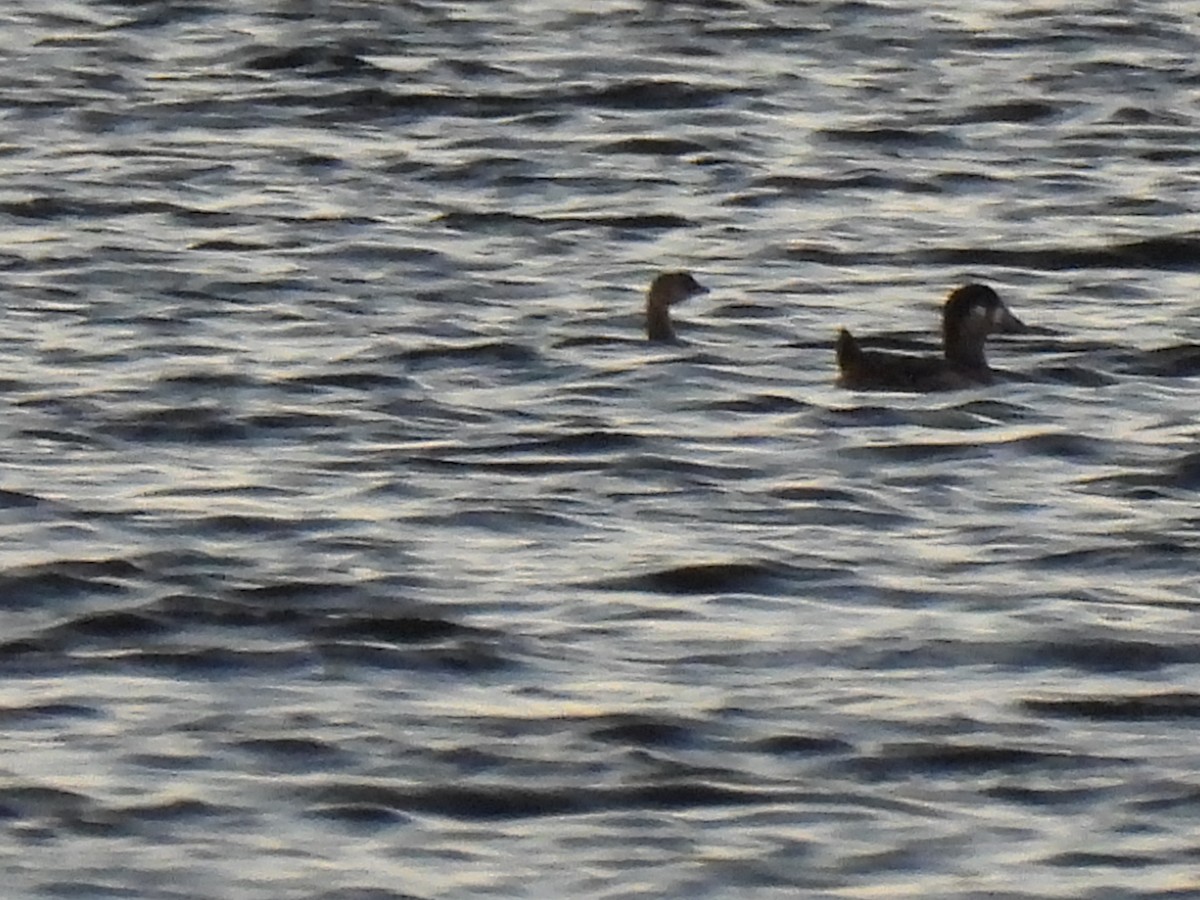 Surf Scoter - ML498222271