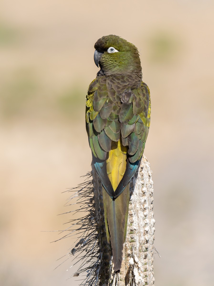 Conure de Patagonie - ML498222751