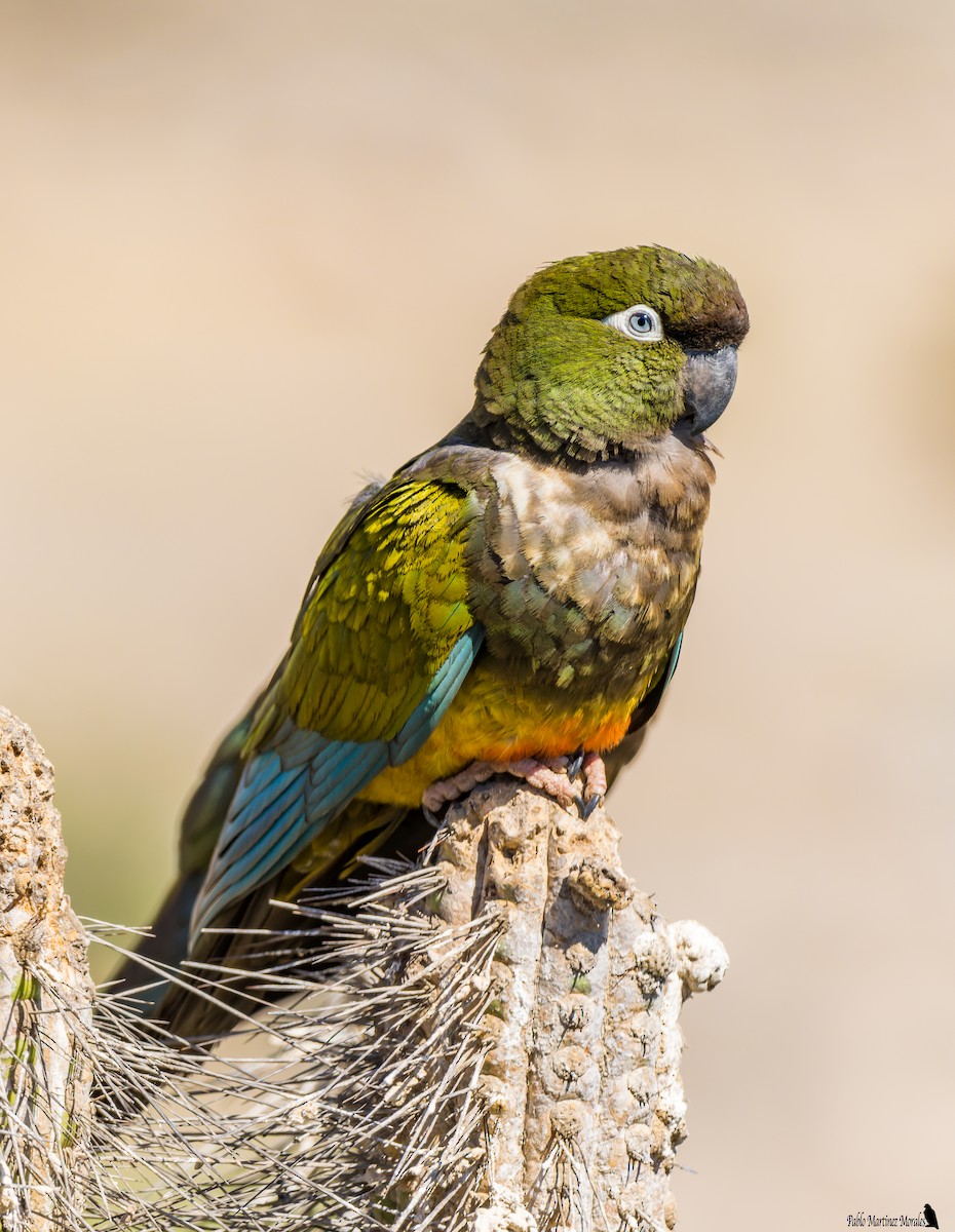 Conure de Patagonie - ML498222761