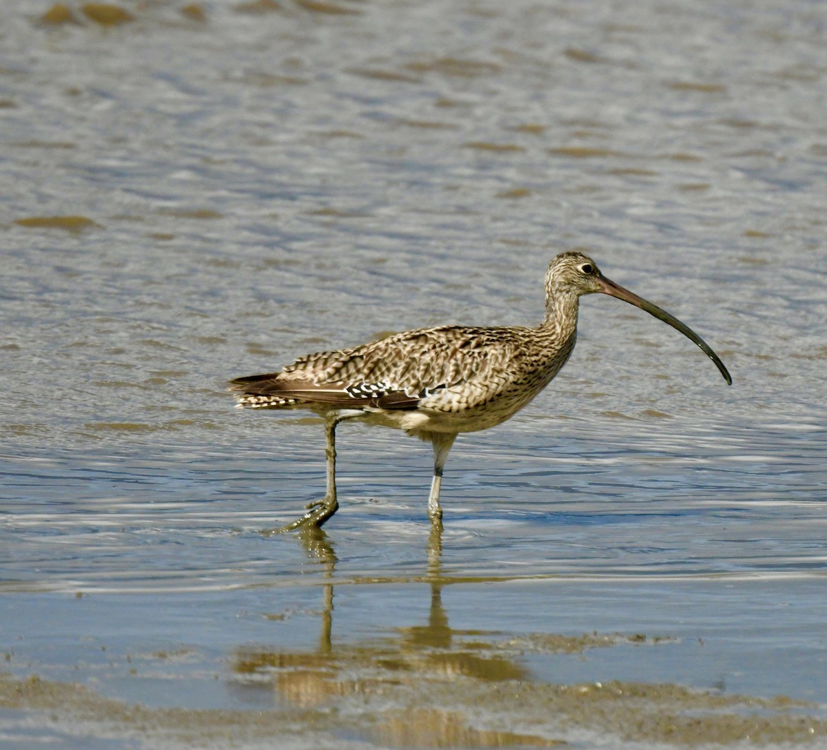 Far Eastern Curlew - ML498223101
