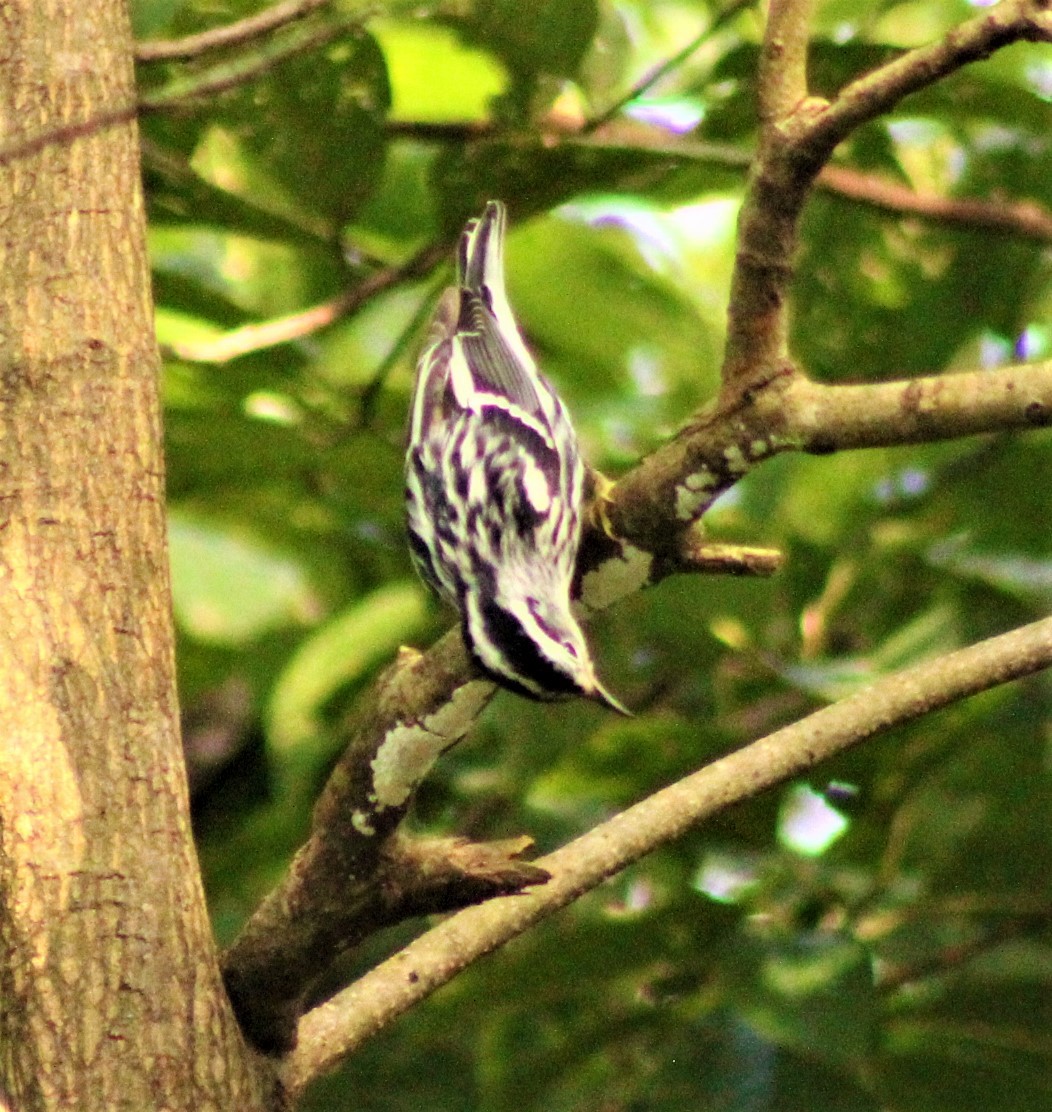 Black-and-white Warbler - Alejandra Guevara