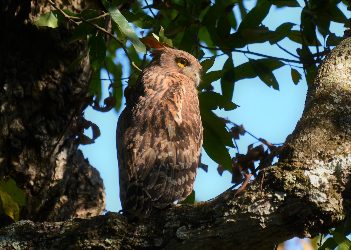 Brown Fish-Owl - ML49822491