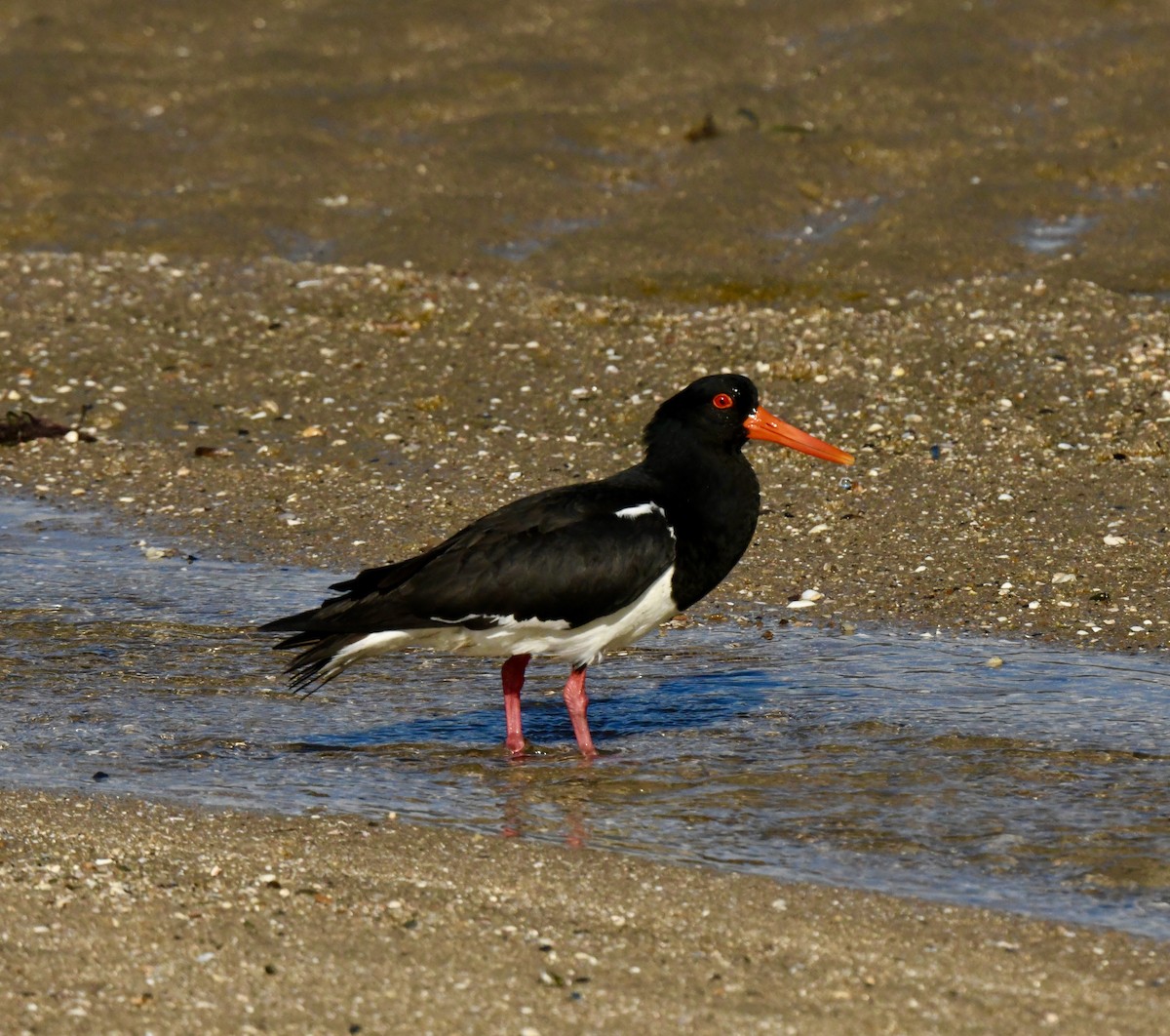 Pied Oystercatcher - ML498225611