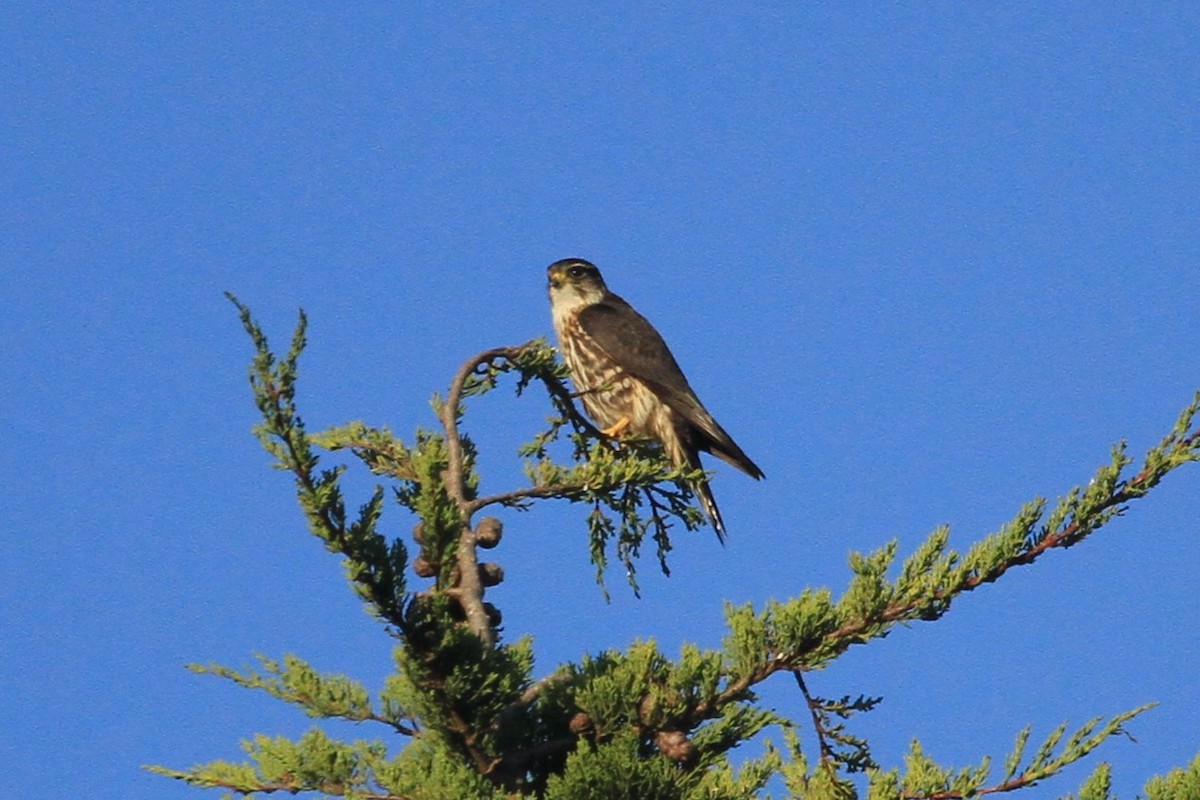 Faucon émerillon - ML498225981