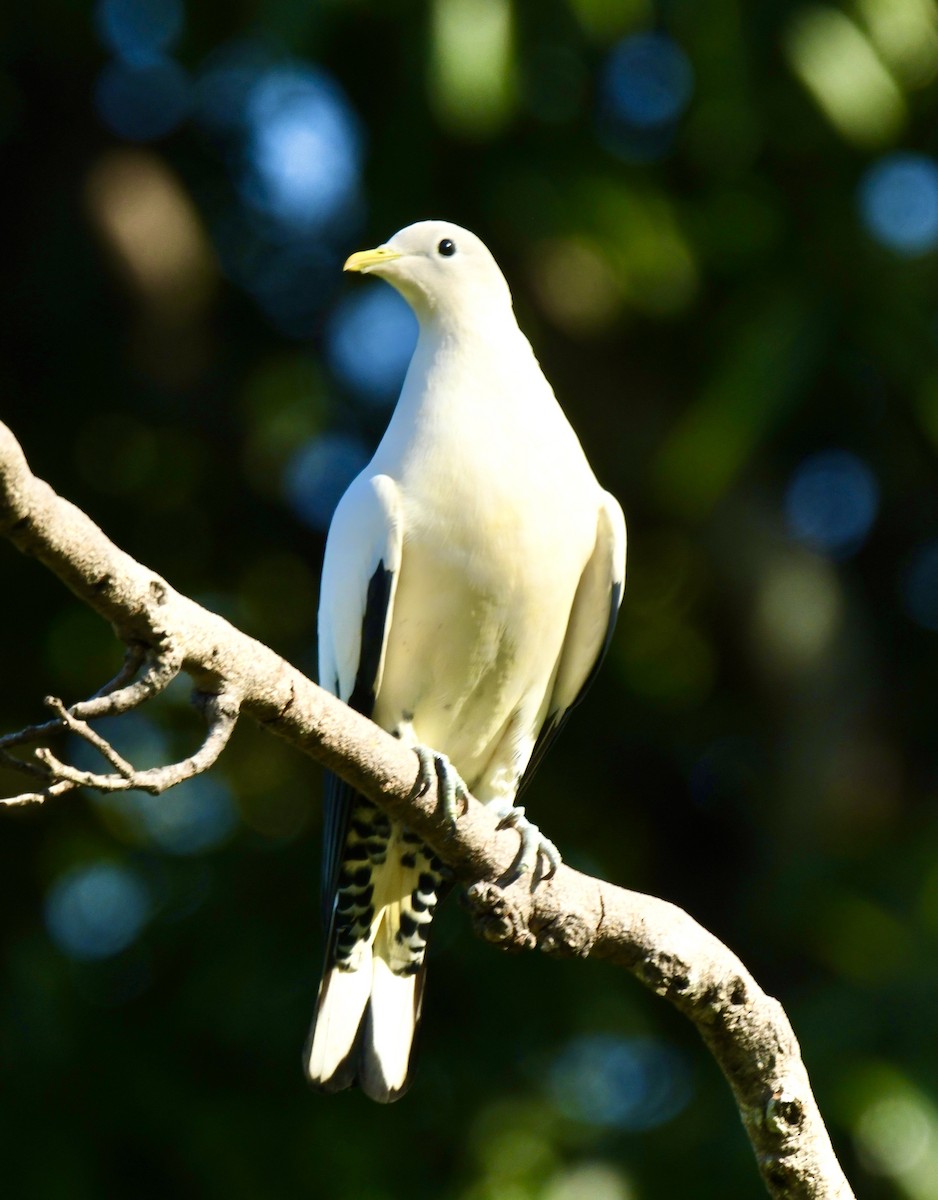 Torresian Imperial-Pigeon - ML498227031