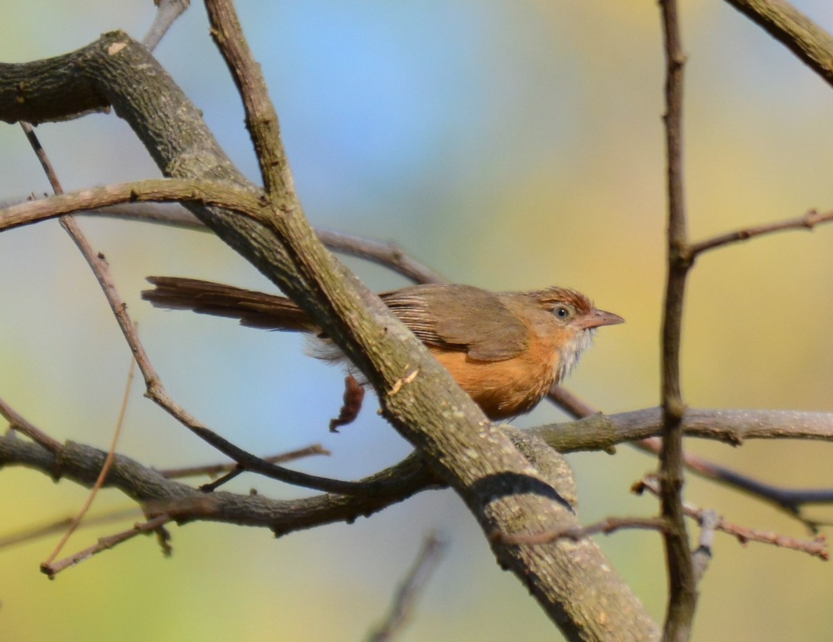 Tawny-bellied Babbler - ML49822711