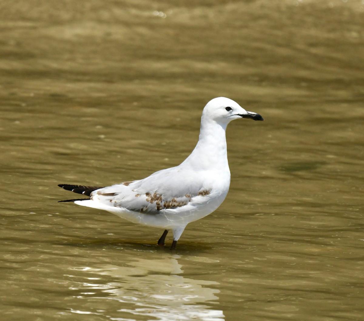 Silver Gull - ML498227411