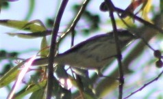 Black-throated Gray Warbler - ML498228311